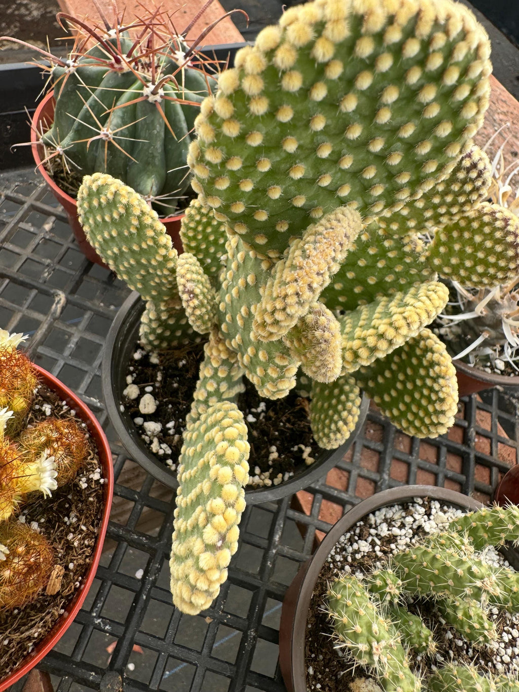 Live Cactus Plant 6-Pack – 4” Premium Indoor Garden Set