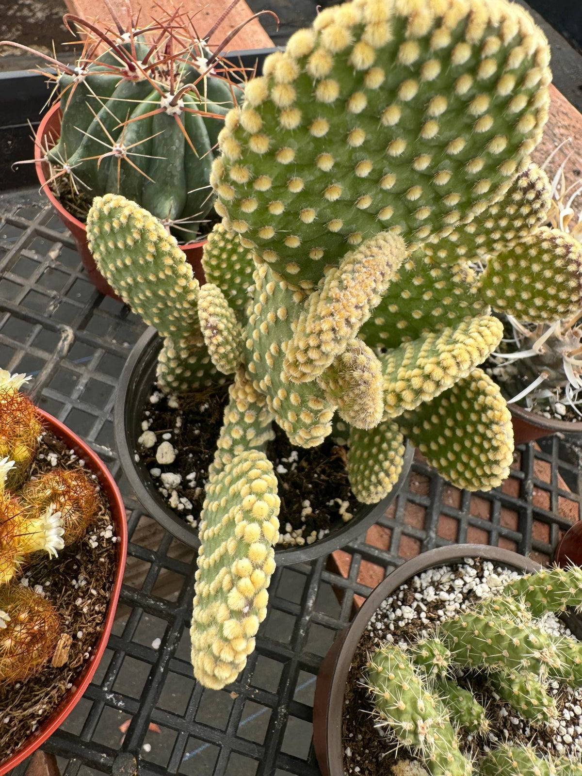 Live Cactus Plant 6-Pack – 4” Premium Indoor Garden Set