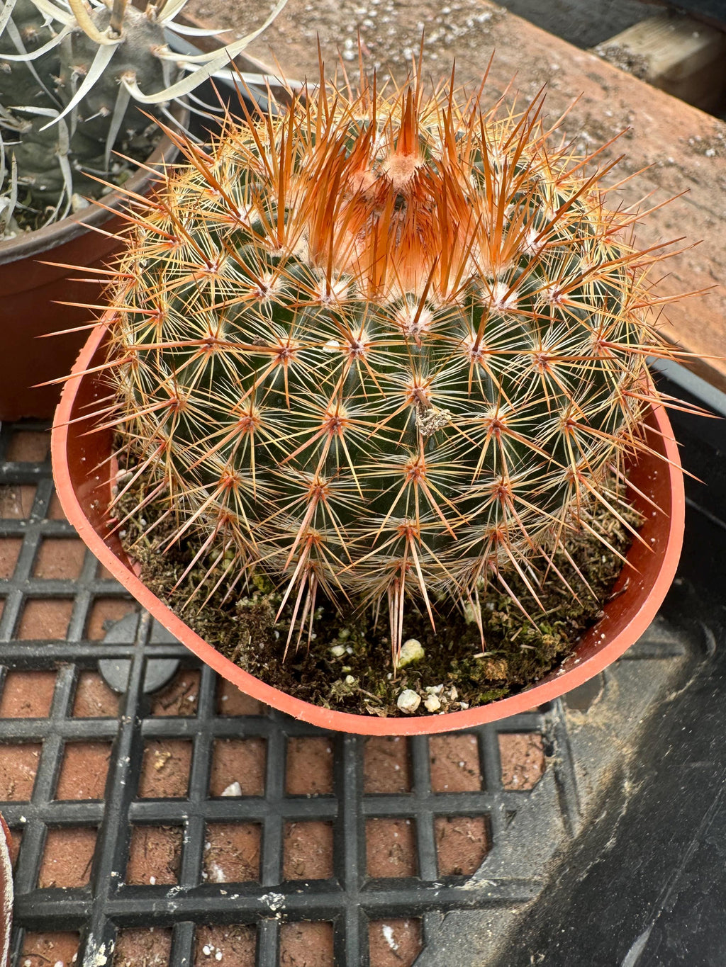Live Cactus Plant 6-Pack – 4” Premium Indoor Garden Set