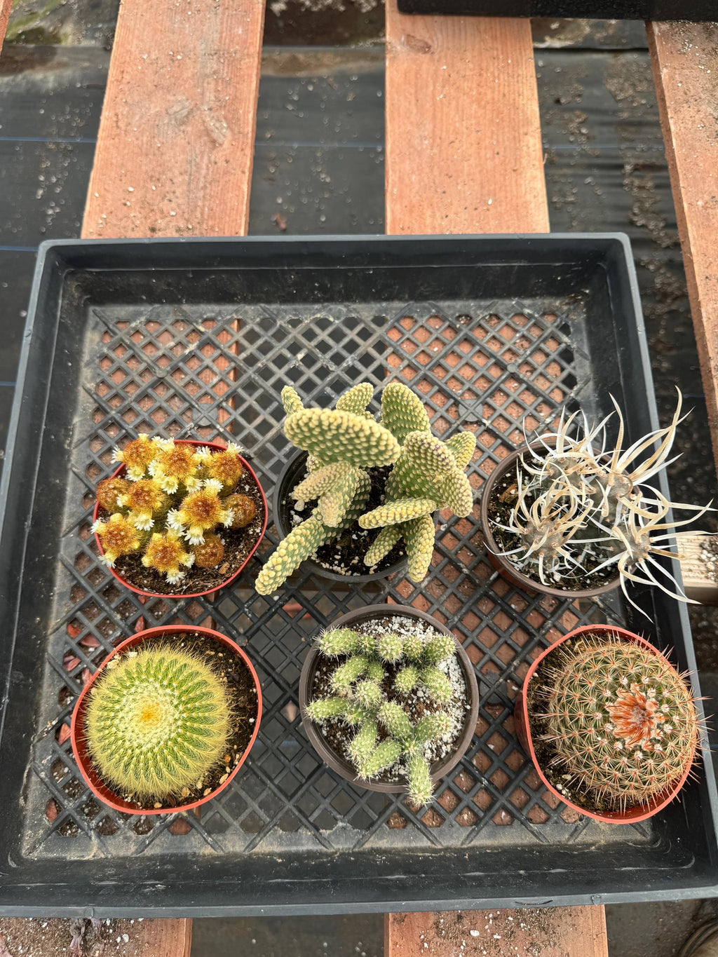 Live Cactus Plant 6-Pack – 4” Premium Indoor Garden Set