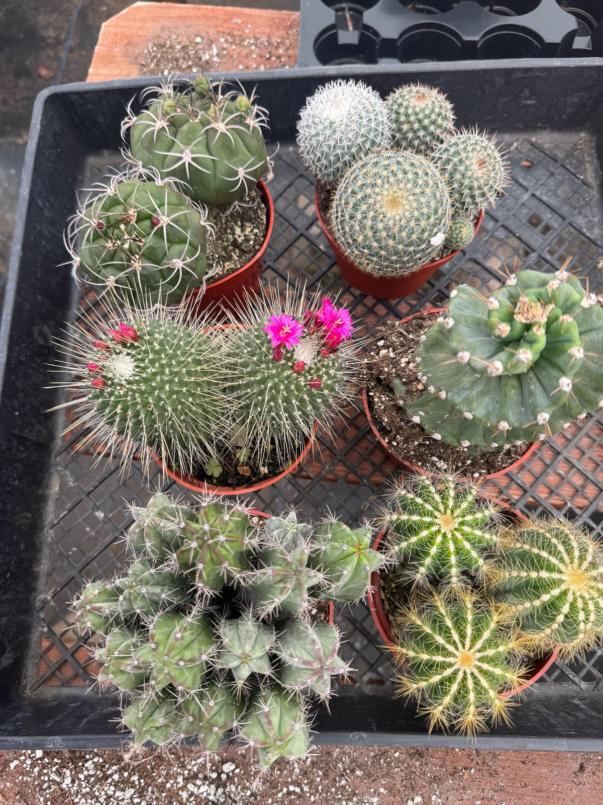 Live Cactus Bundle, 4-Inch Potted Assorted Cacti (6 Count)