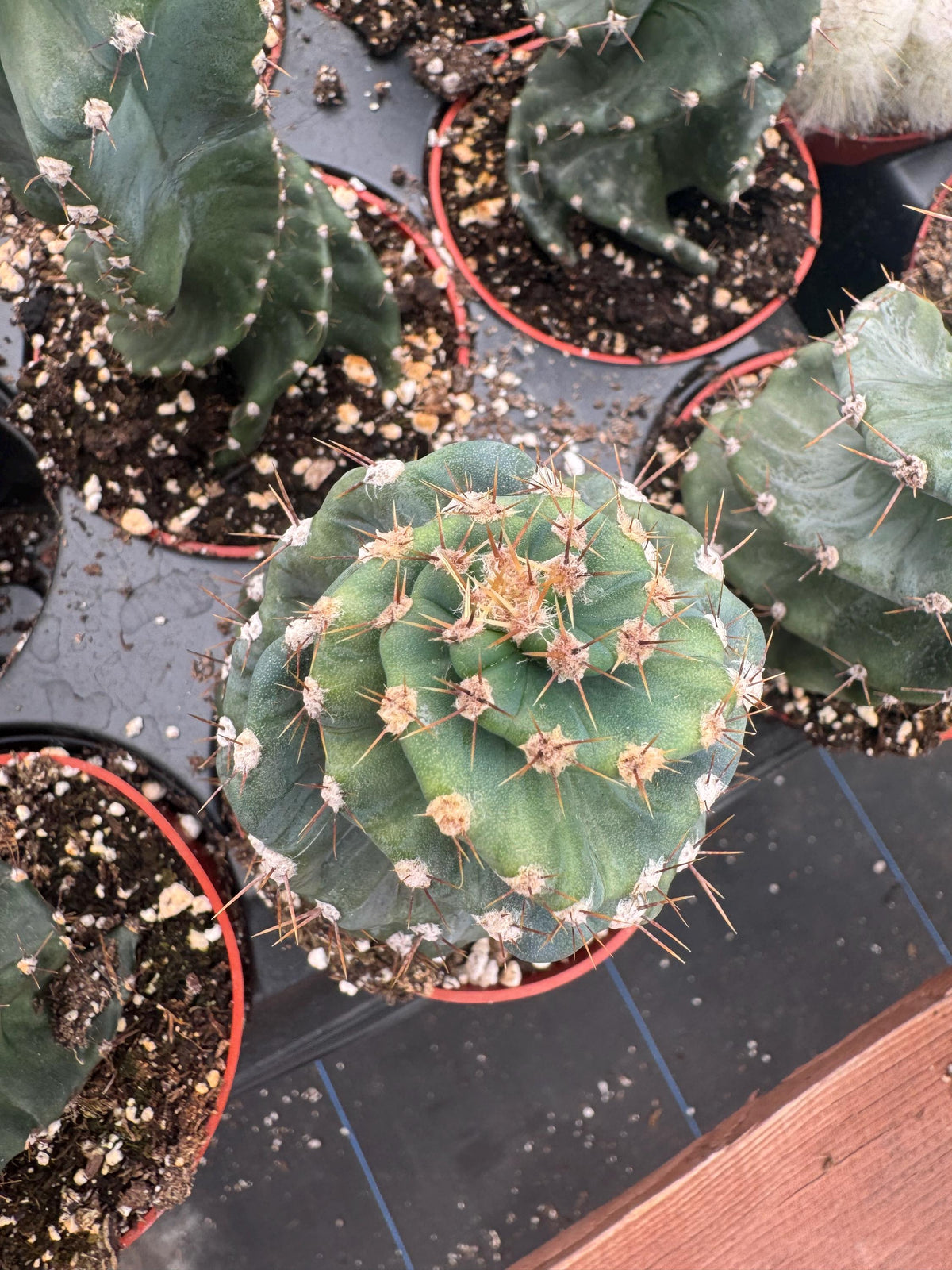 4” Cereus Forbesii Spiralis Cactus | Rare Tornado Plant