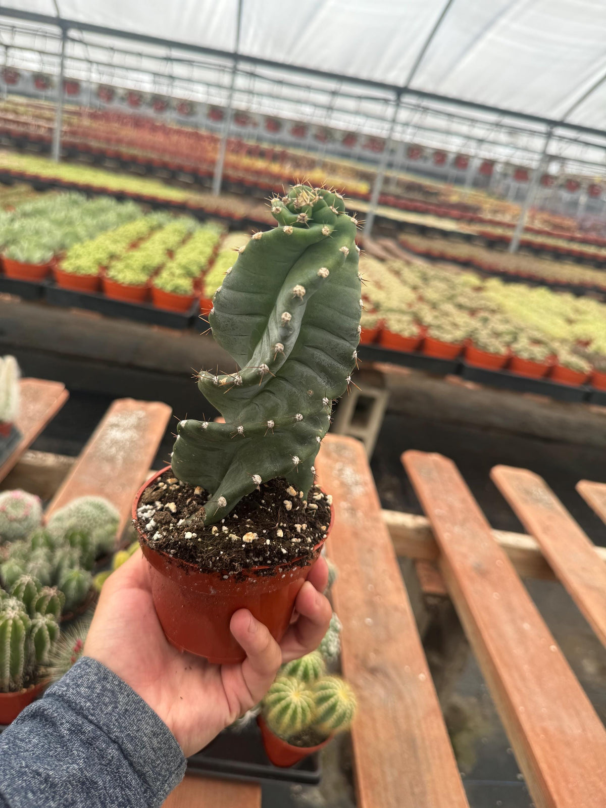 4” Cereus Forbesii Spiralis Cactus | Rare Tornado Plant