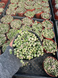 4” String of Variegated Pearls live plant, house plant.