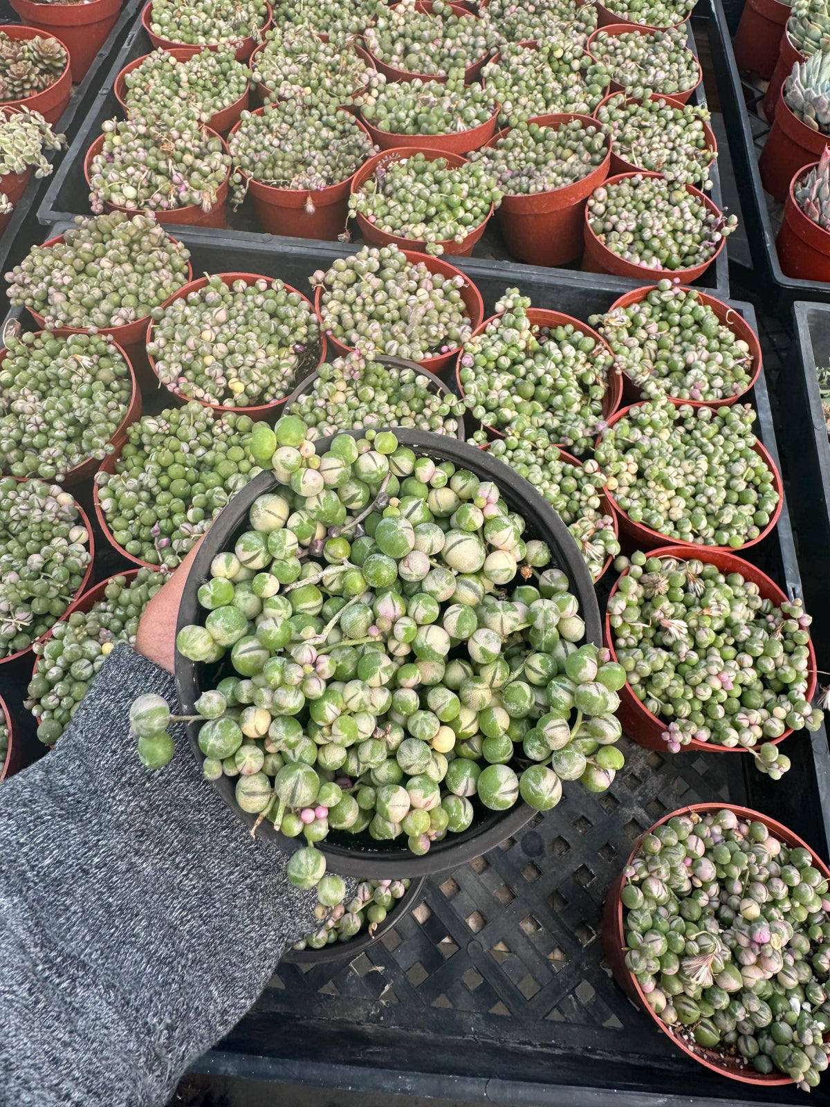 4” String of Variegated Pearls live plant, house plant.