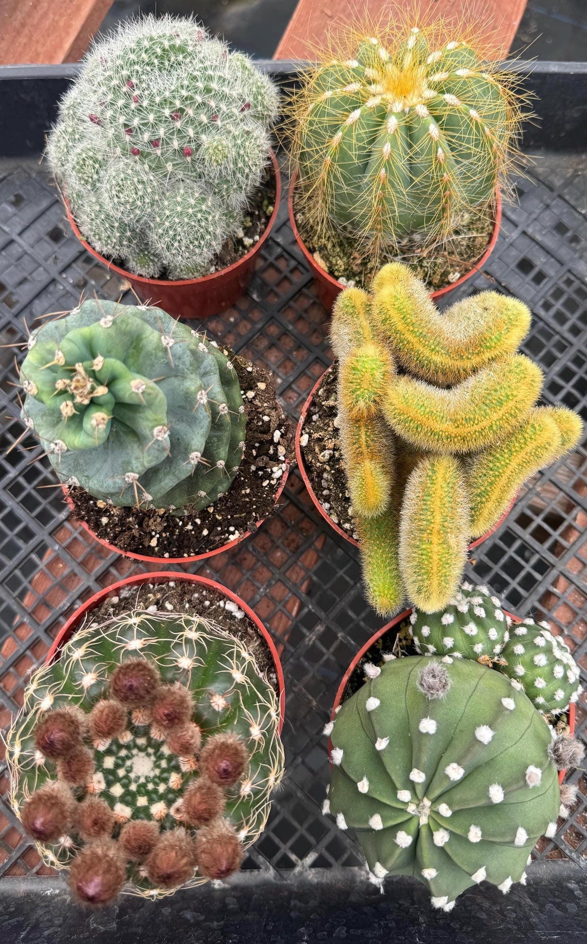 Live Cactus Bundle, 4-Inch Potted Assorted Cacti (6 Count)