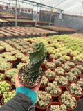 4” Cereus Forbesii Spiralis Cactus | Rare Tornado Plant
