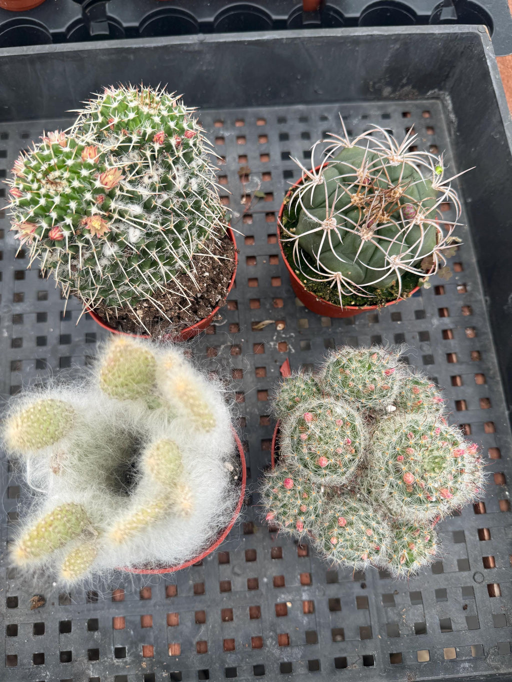 4" Cactus Plant Bundle, Live House Plants (4 Count)