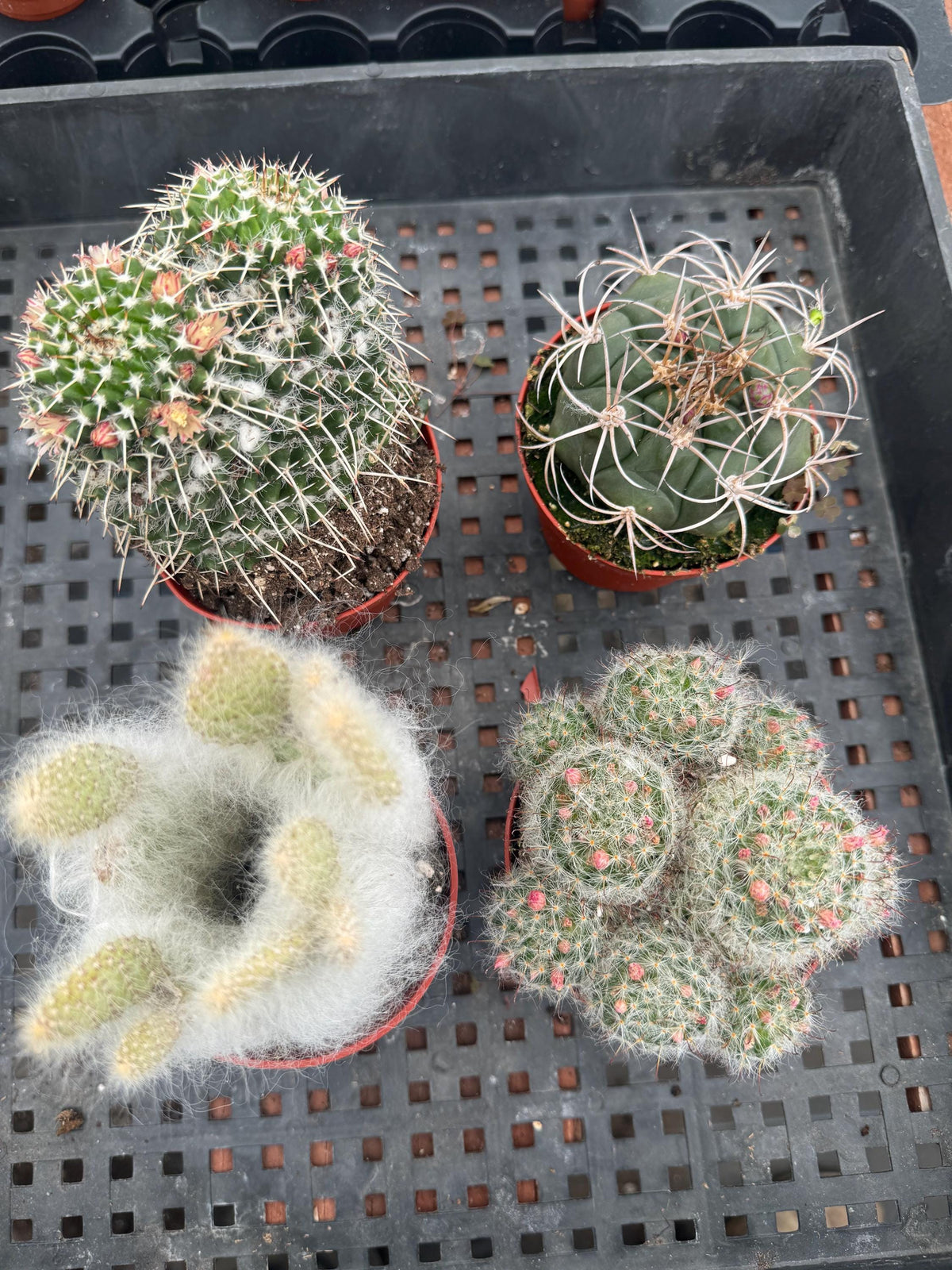 4" Cactus Plant Bundle, Live House Plants (4 Count)