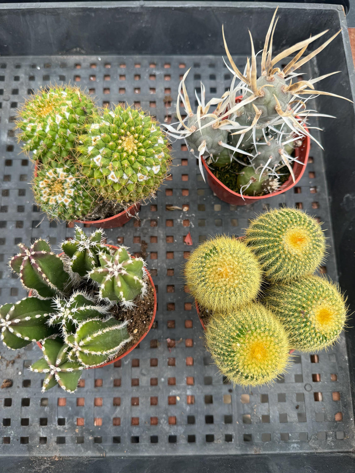 4" Cactus Plant Bundle, Live House Plants (4 Count)