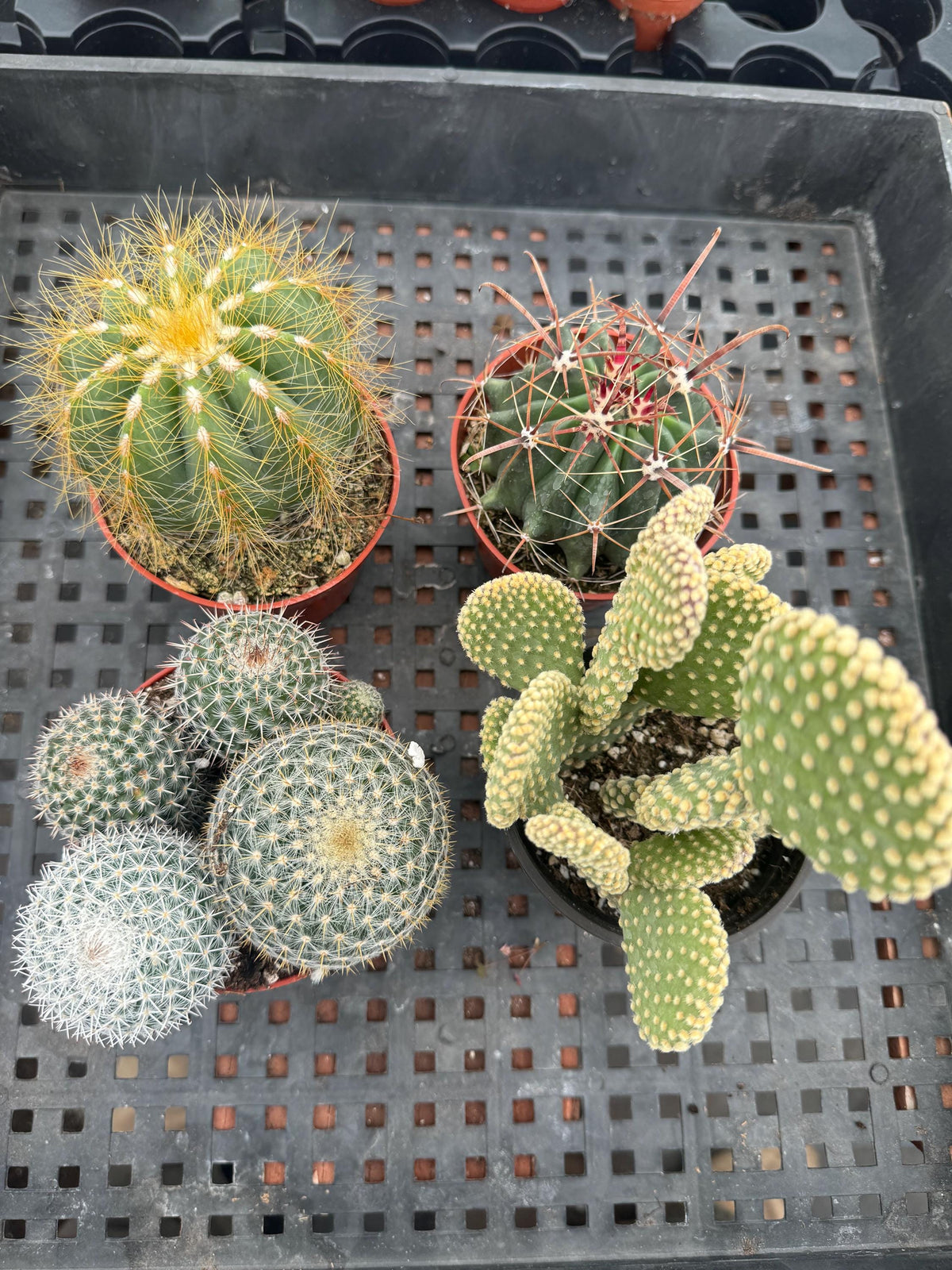 4" Cactus Plant Bundle, Live House Plants (4 Count)