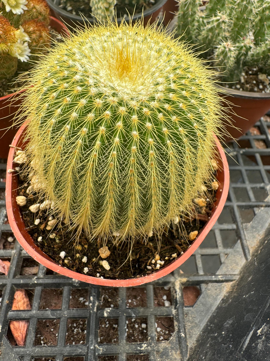 Live Cactus Plant 6-Pack – 4” Premium Indoor Garden Set