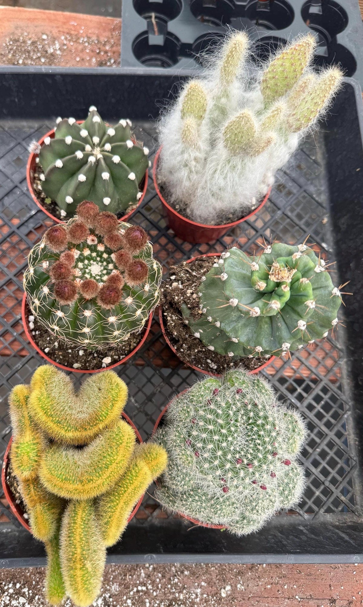 Live Cactus Bundle, 4-Inch Potted Assorted Cacti (6 Count)