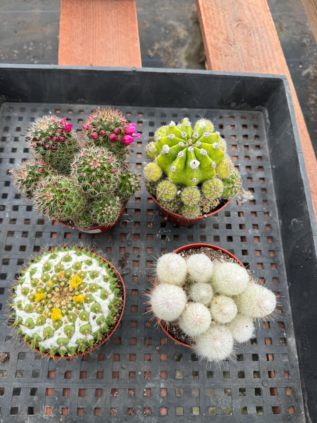 4" Cactus Plant Bundle, Live House Plants (4 Count)