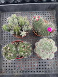 4" Cactus Plant Bundle, Live House Plants (4 Count)