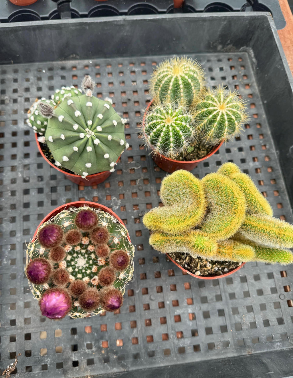 4" Cactus Plant Bundle, Live House Plants (4 Count)
