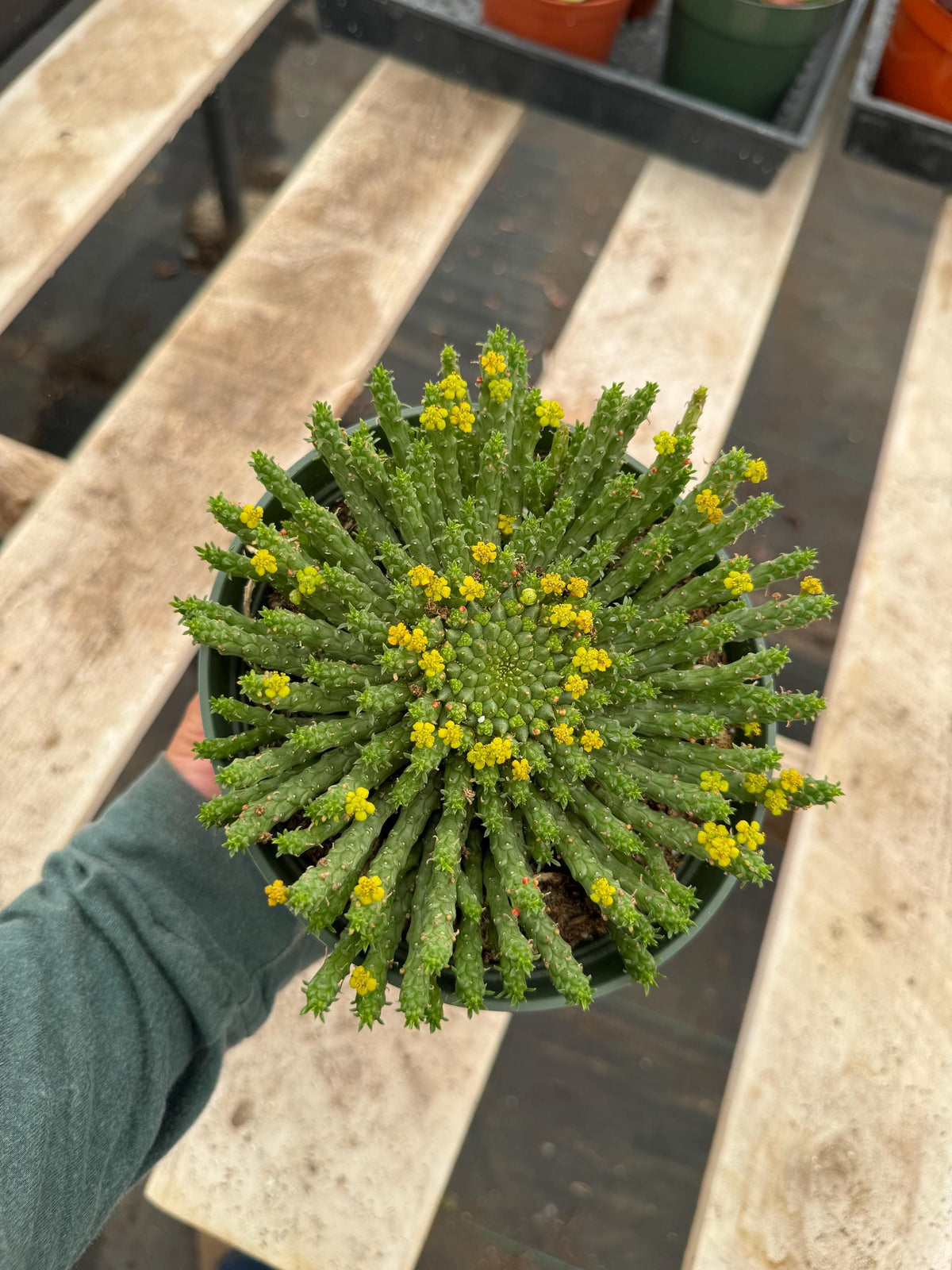 6” Euphorbia Medusa live plant , house plants