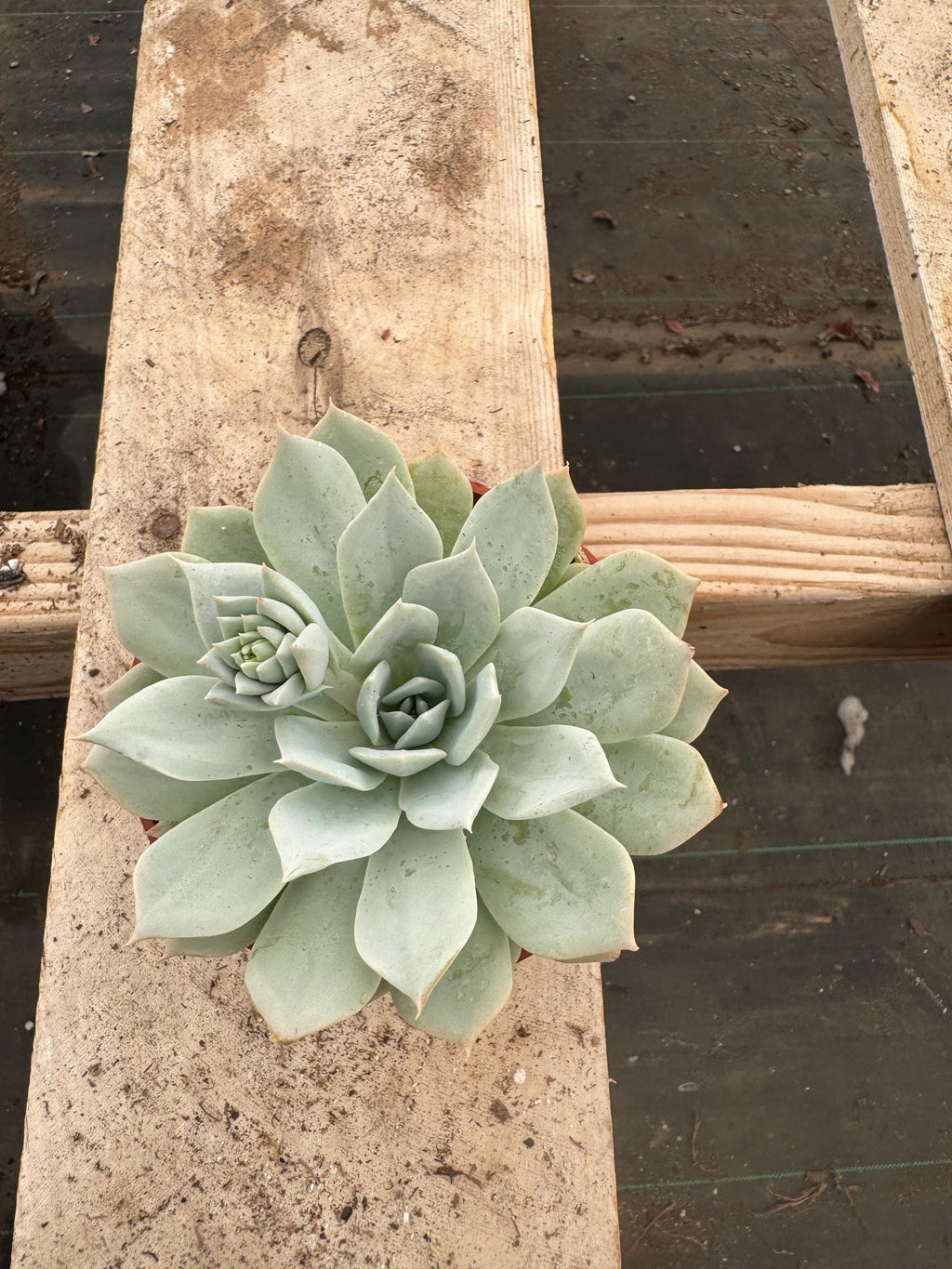4” Echeveria Laui – Rosette Succulent, Easy Care Houseplant