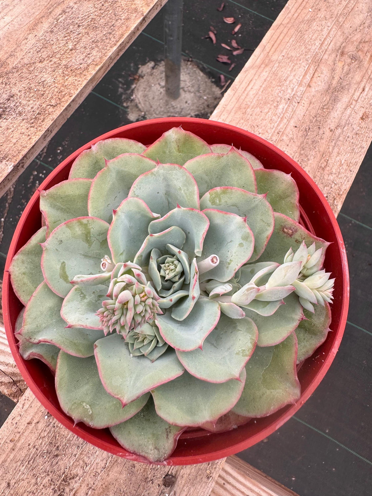 6” Echeveria blue sky live plant, house plant