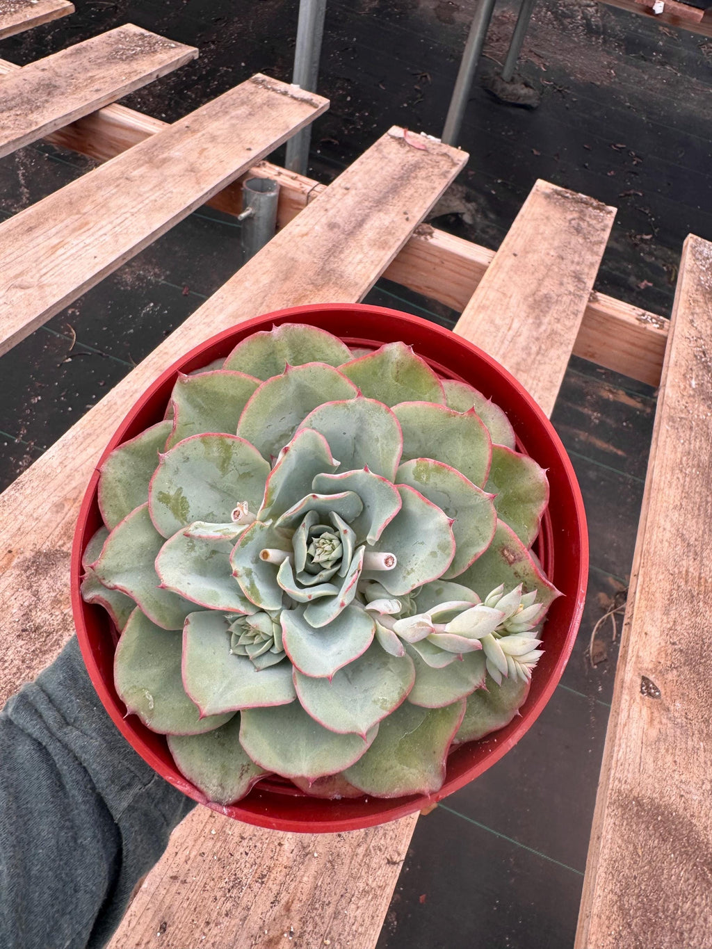6” Echeveria blue sky live plant, house plant