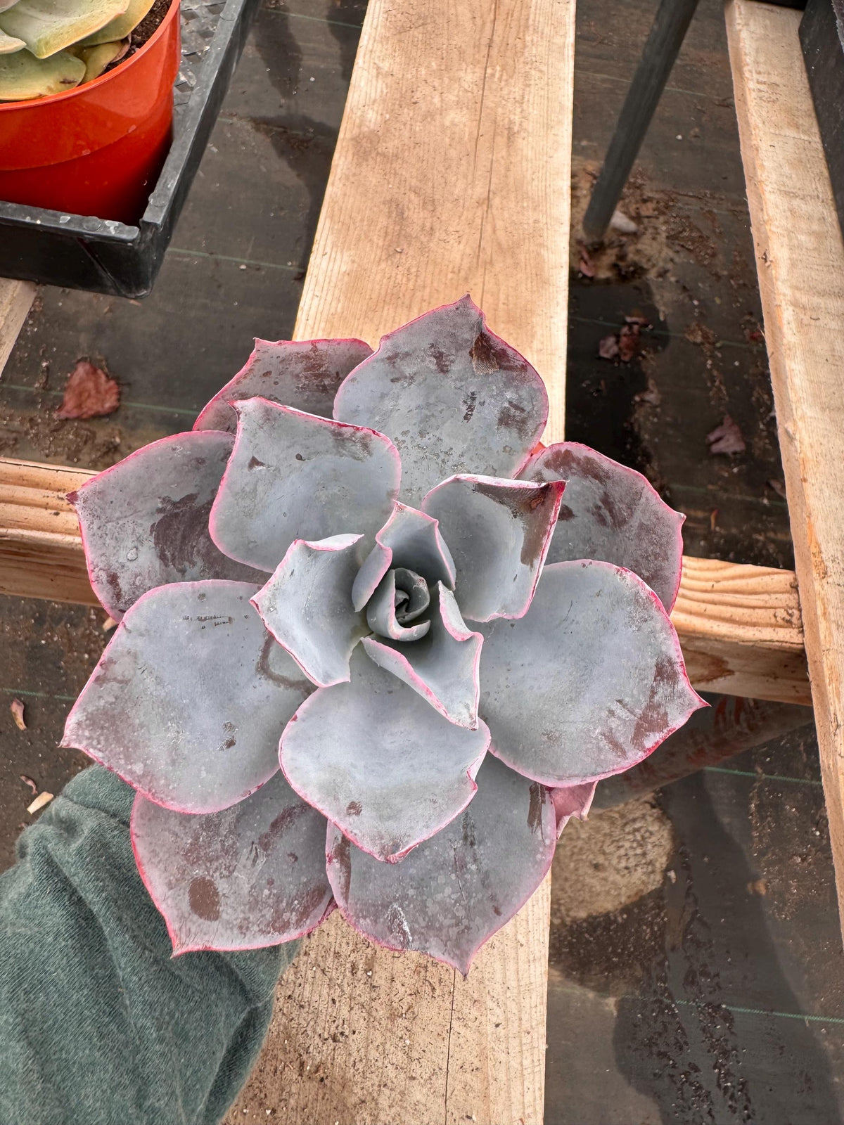 Echeveria 'Afterglow' Succulent – 4" Rosette Plant