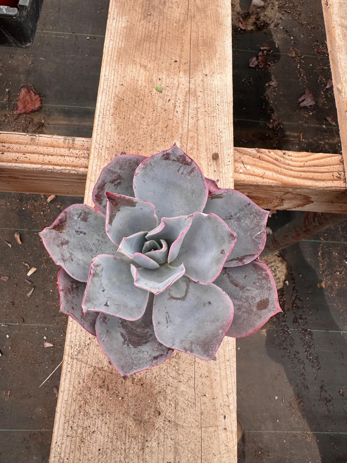 Echeveria 'Afterglow' Succulent – 4" Rosette Plant
