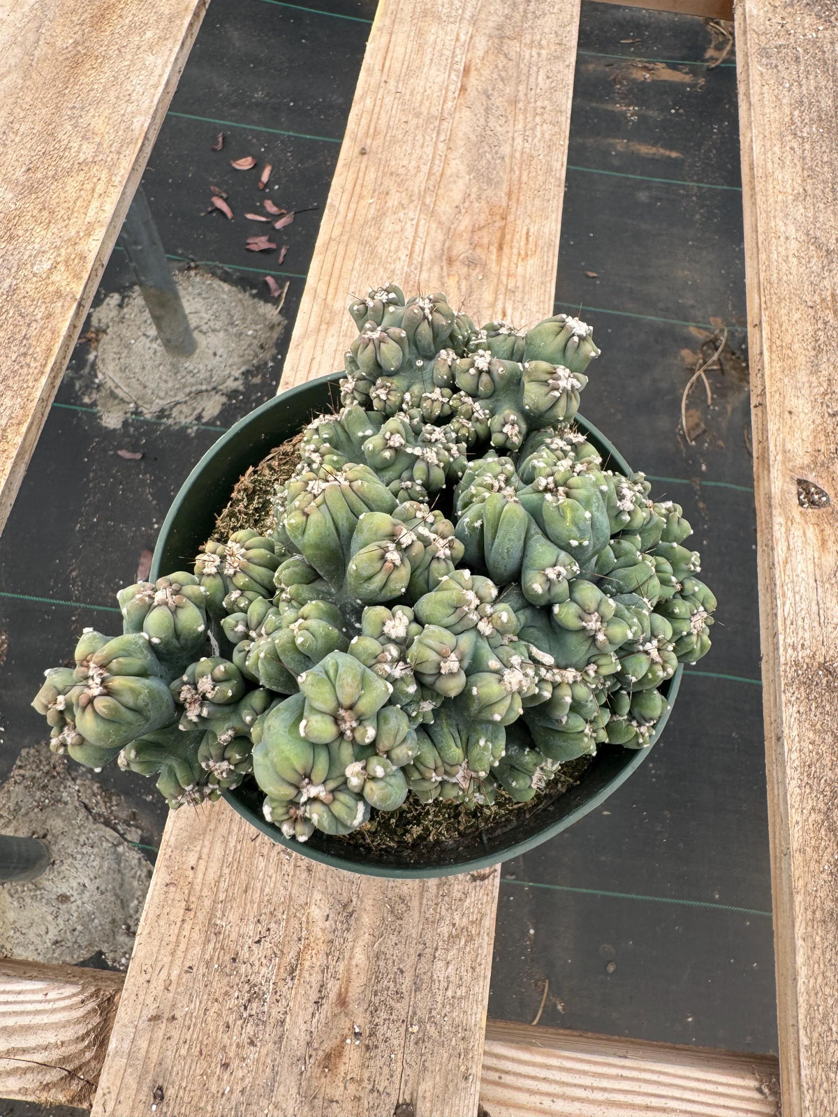6” Monstrose ‘Ming Thing’ – Rare Live Cactus | Unique Succulent Houseplant | Scu