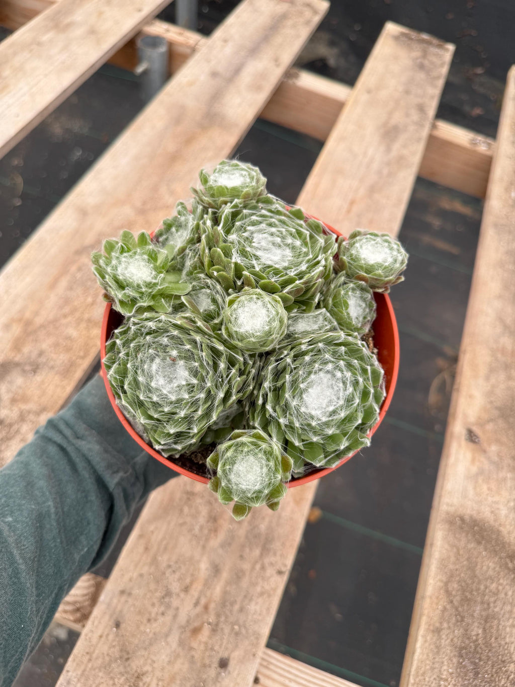 6” Sempervivum Arachnoideum live plant, house plant.