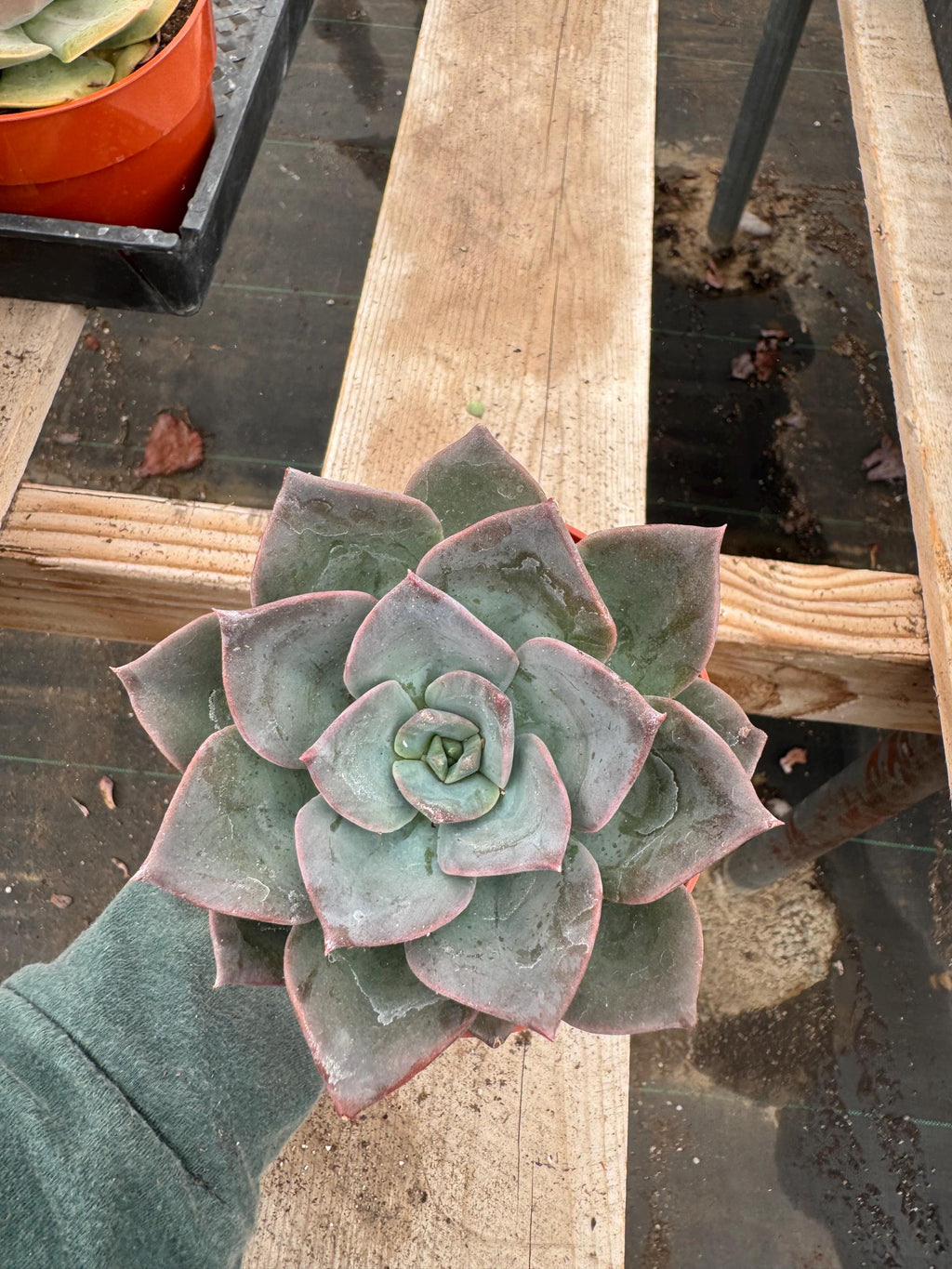 Echeveria 'Blue Prince' – 4" Rosette Succulent Plant