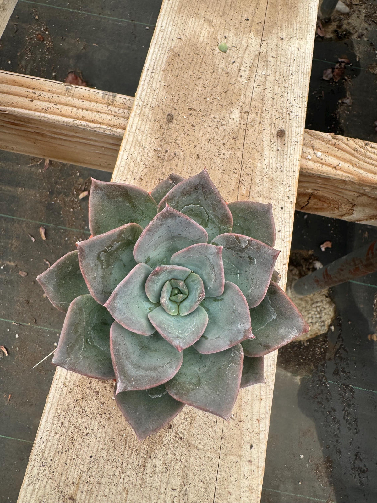 Echeveria 'Blue Prince' – 4" Rosette Succulent Plant