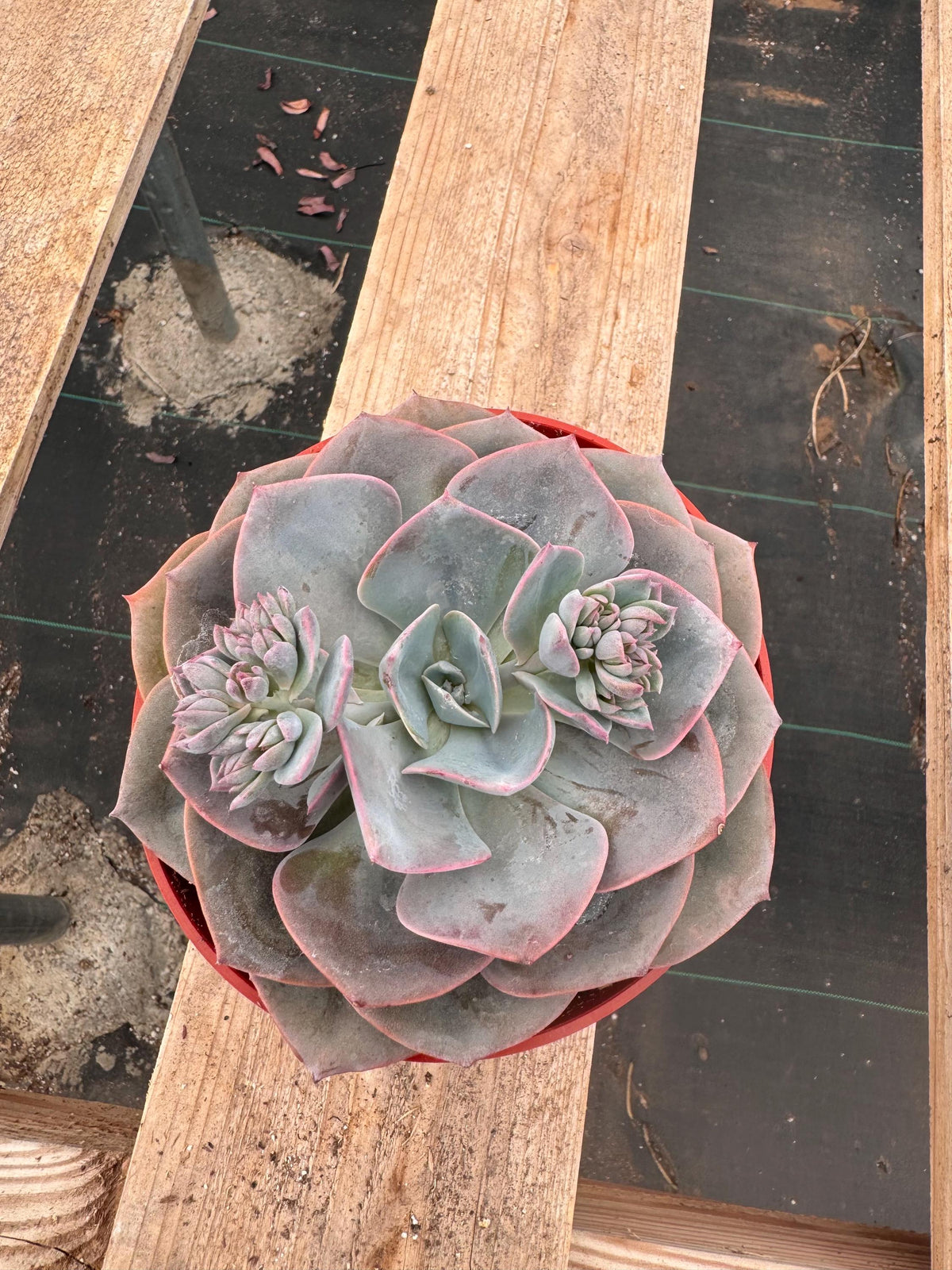 6” Echeveria ‘Dusty Rose’ live plant, house plant.