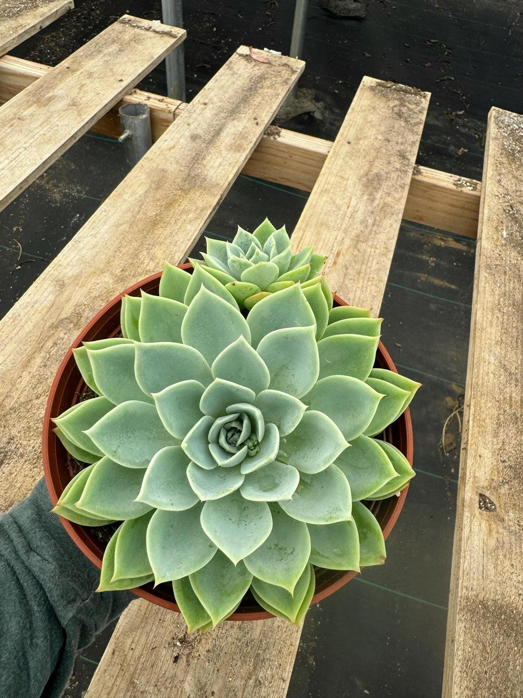 6” Echeveria ‘Blue Atol’ live plant , house plant.