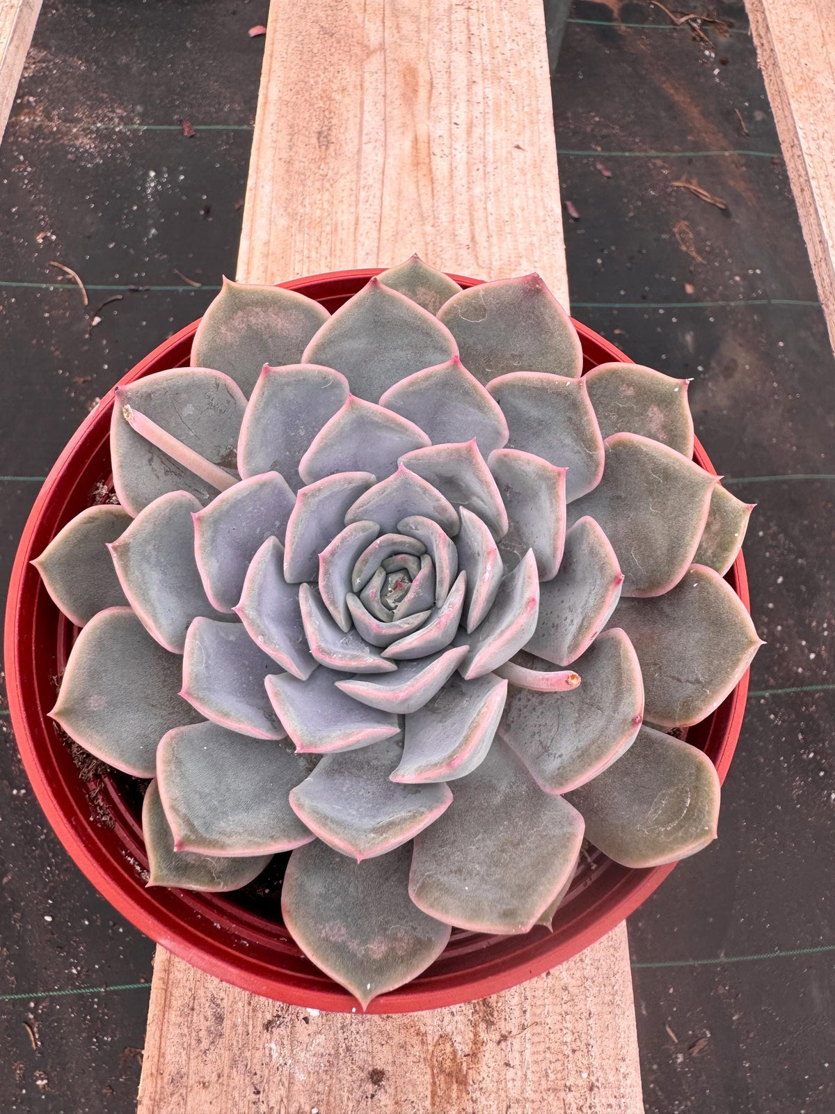 6” Echeveria ‘Lilacina’ live plant, house plant.