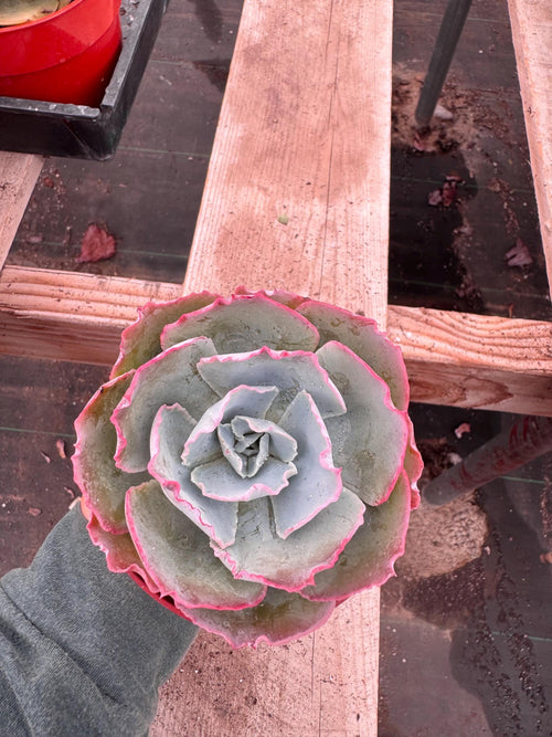4" Echeveria 'White Rose' Succulent – Rosette Houseplant