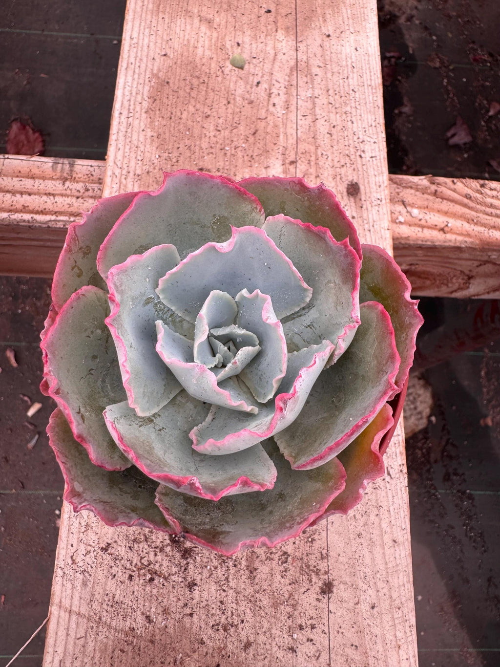 4" Echeveria 'White Rose' Succulent – Rosette Houseplant