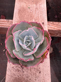 4" Echeveria 'White Rose' Succulent – Rosette Houseplant