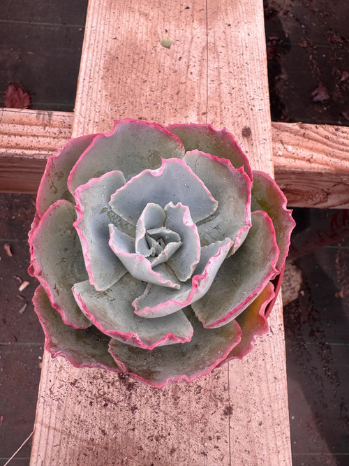 4" Echeveria 'White Rose' Succulent – Rosette Houseplant