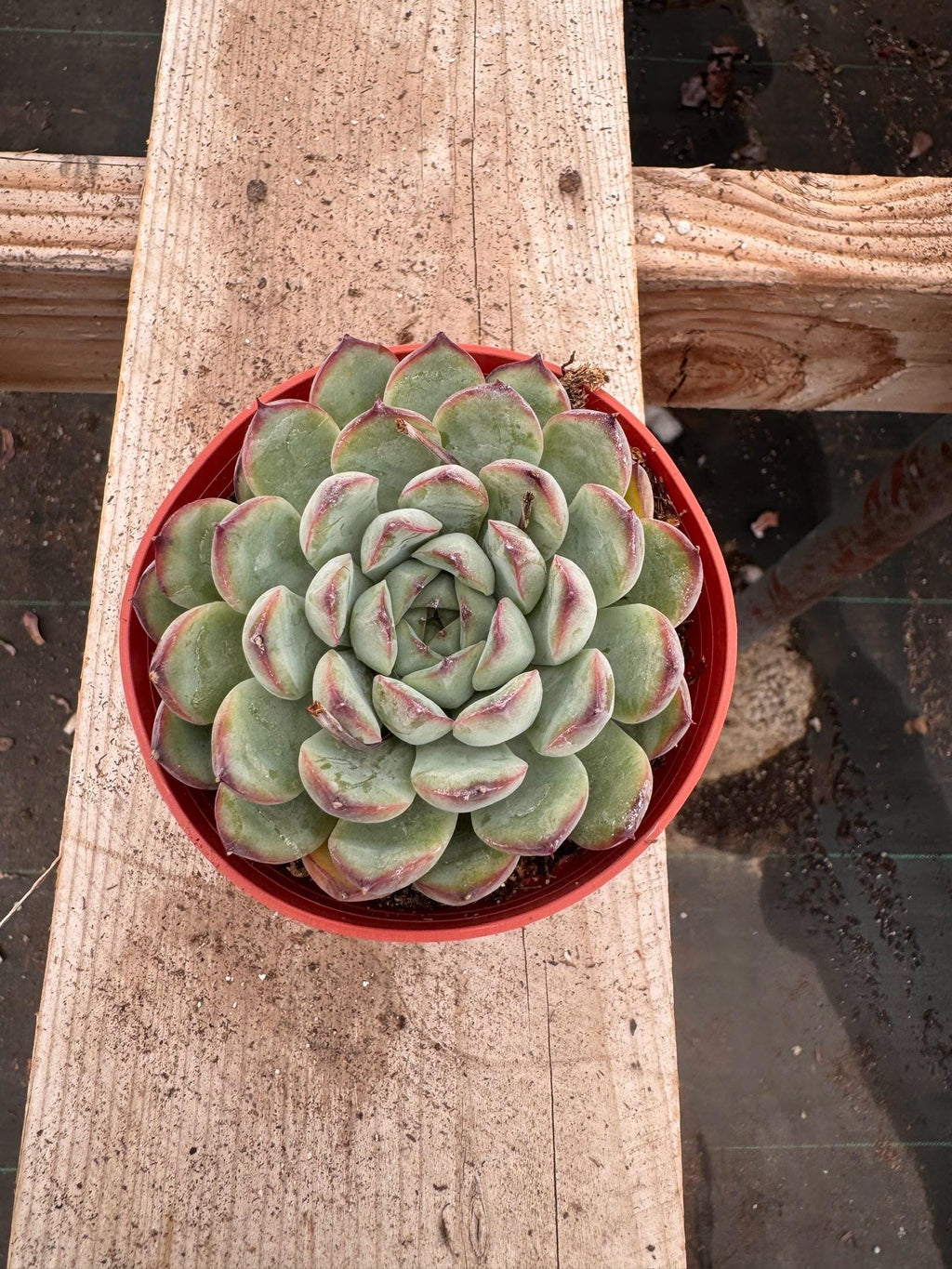4" Echeveria Pulidonis – Live Rosette Succulent with Purple Tips