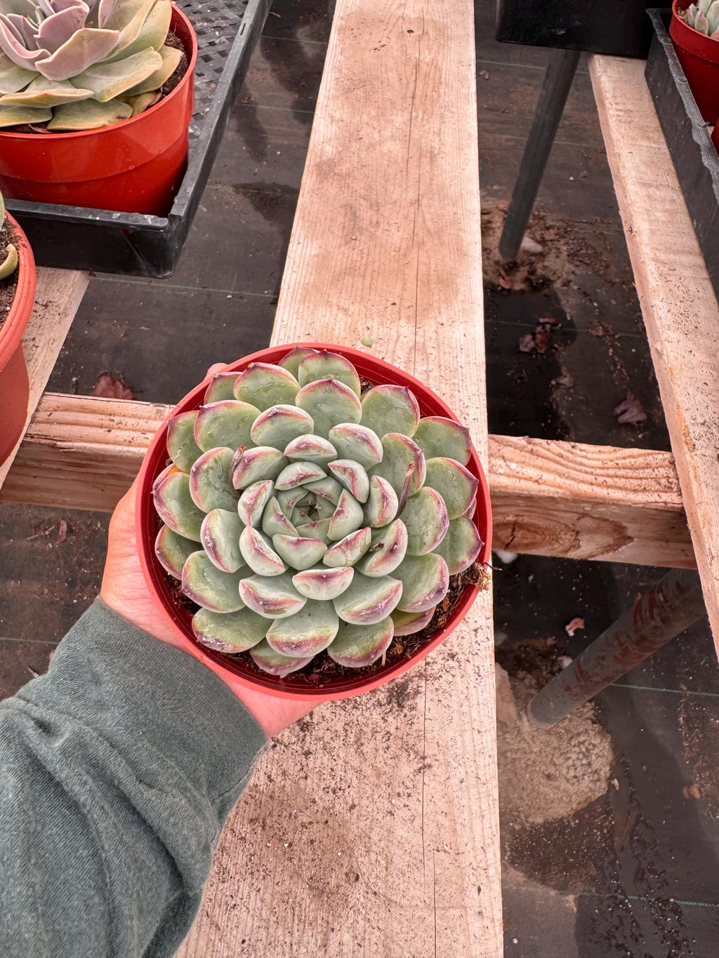 4" Echeveria Pulidonis – Live Rosette Succulent with Purple Tips