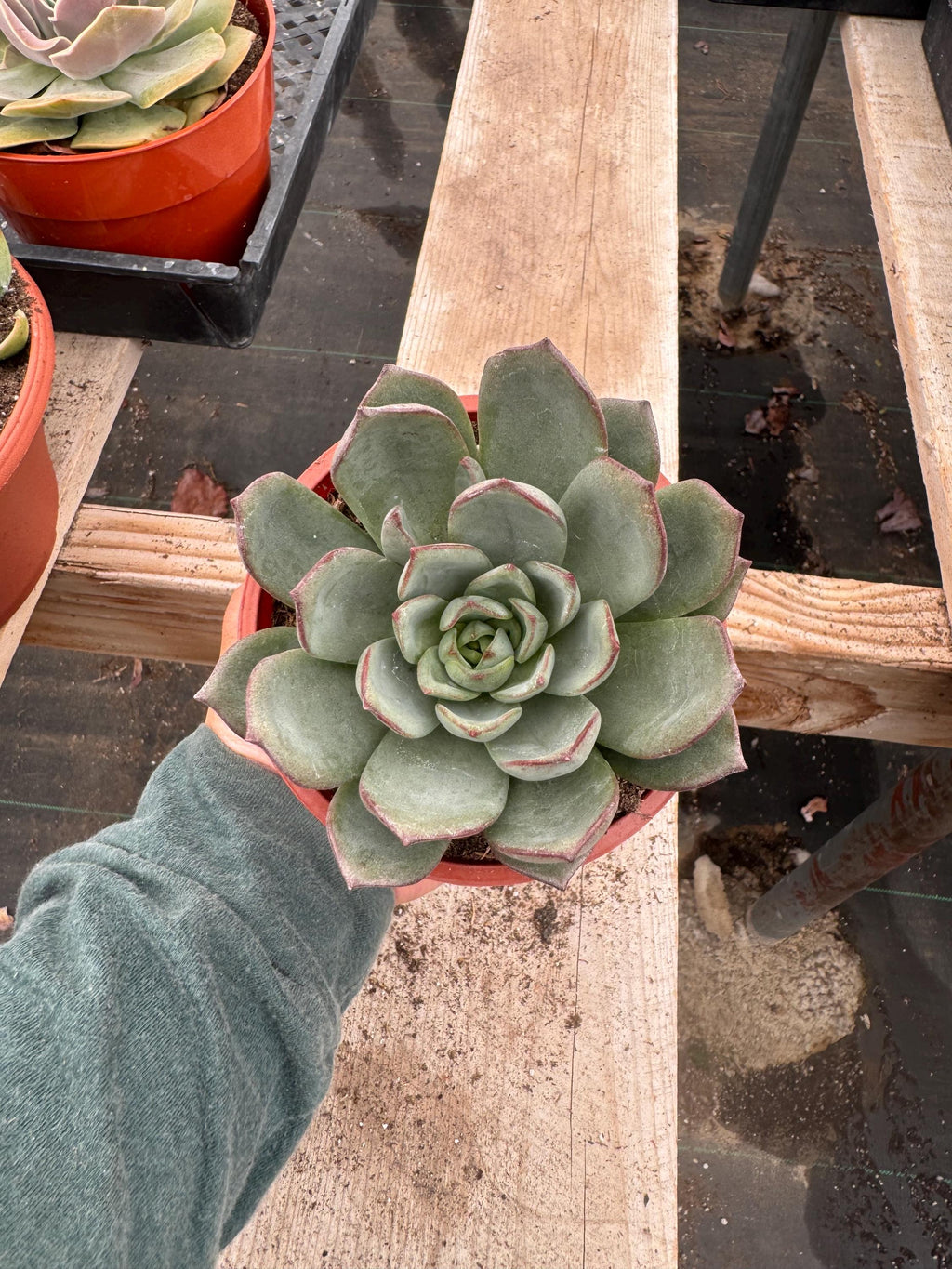 4” Echeveria ‘Moranii’ – Live Succulent Plant | Rosette Houseplant | Easy Care I