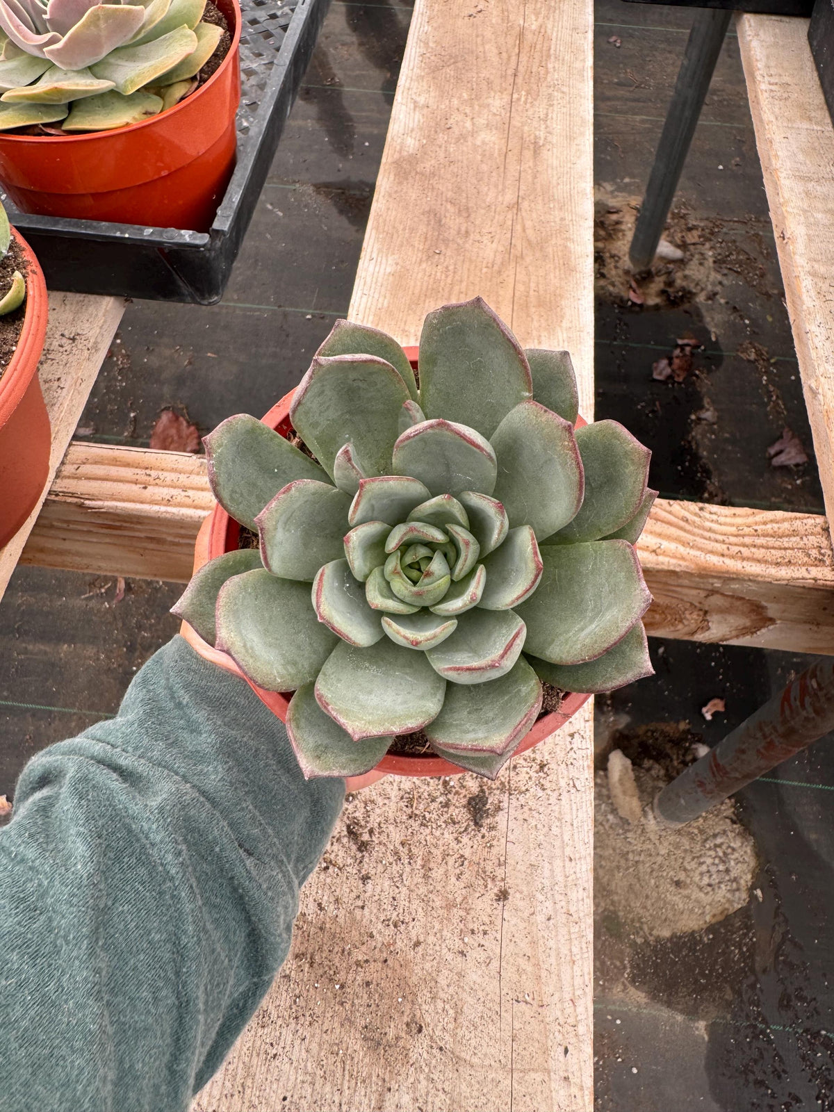 4” Echeveria ‘Moranii’ – Live Succulent Plant | Rosette Houseplant | Easy Care I