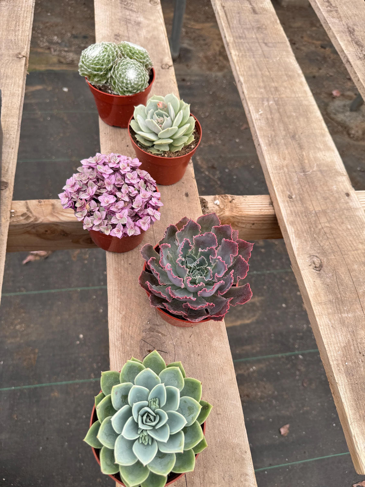 4" Succulent Live Plant Bundle – Assorted Indoor Houseplants, 20 Pack