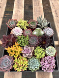 4" Succulent Live Plant Bundle – Assorted Indoor Houseplants, 20 Pack