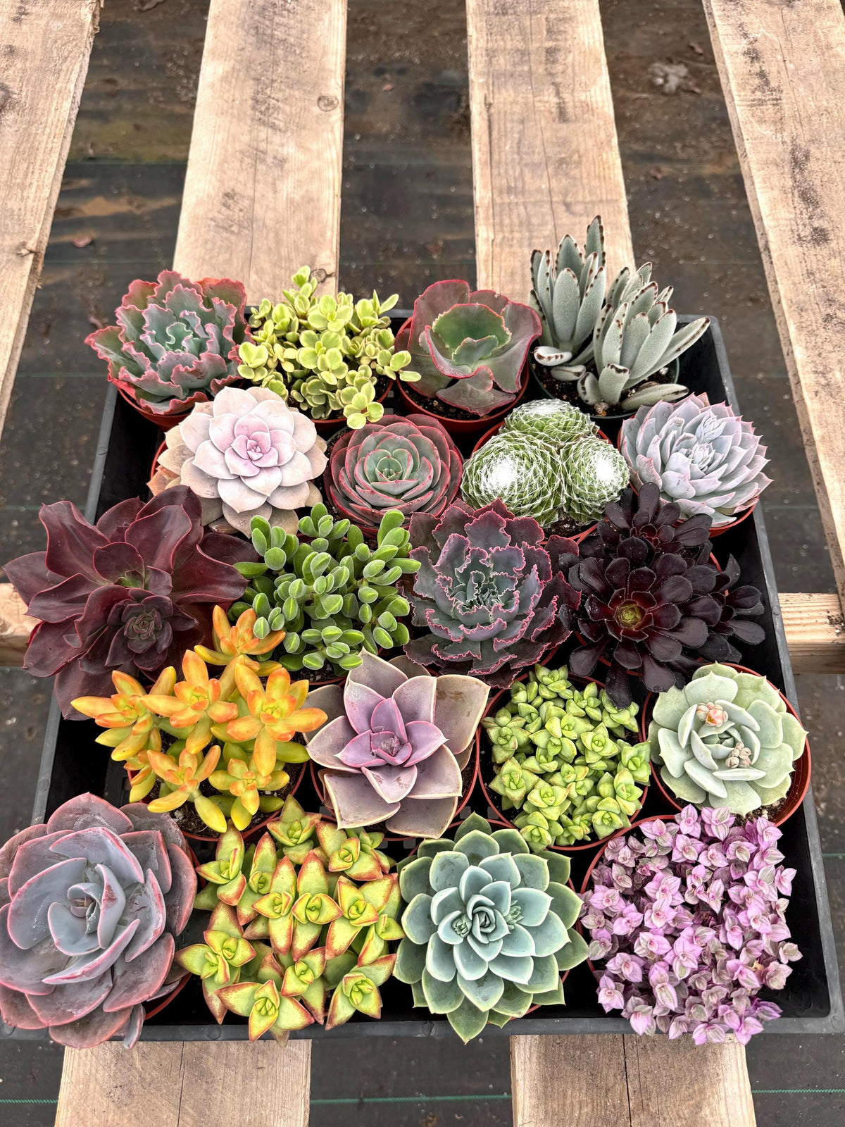4" Succulent Live Plant Bundle – Assorted Indoor Houseplants, 20 Pack