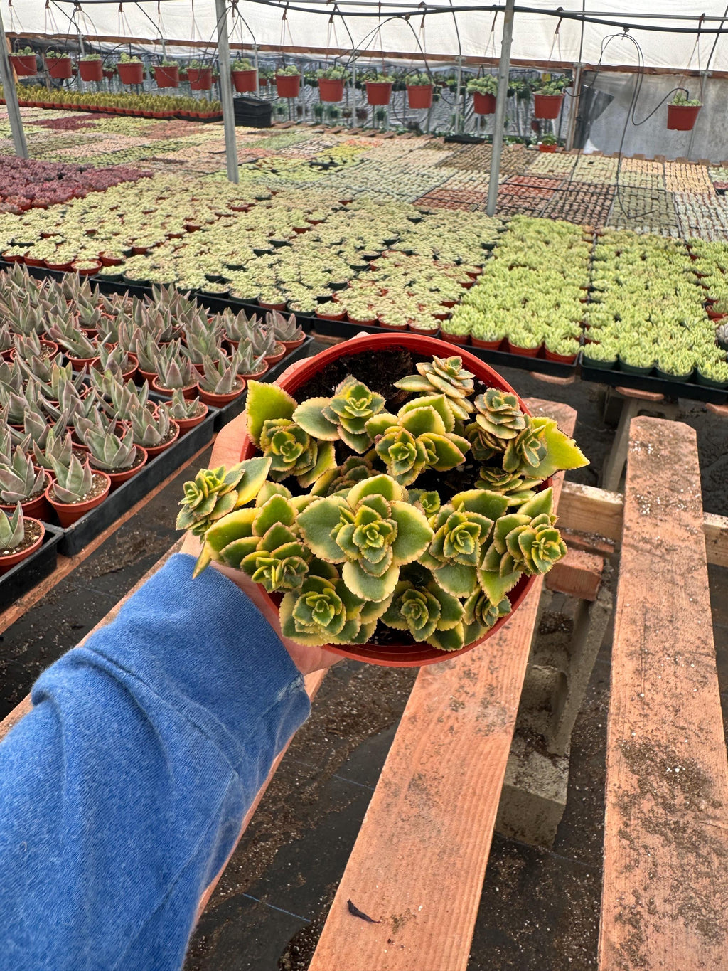4” Crassula ‘Comet’ – Live Succulent Plant | Unique Rosette Houseplant | Easy Ca