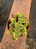 4” Crassula ‘Comet’ – Live Succulent Plant | Unique Rosette Houseplant | Easy Ca