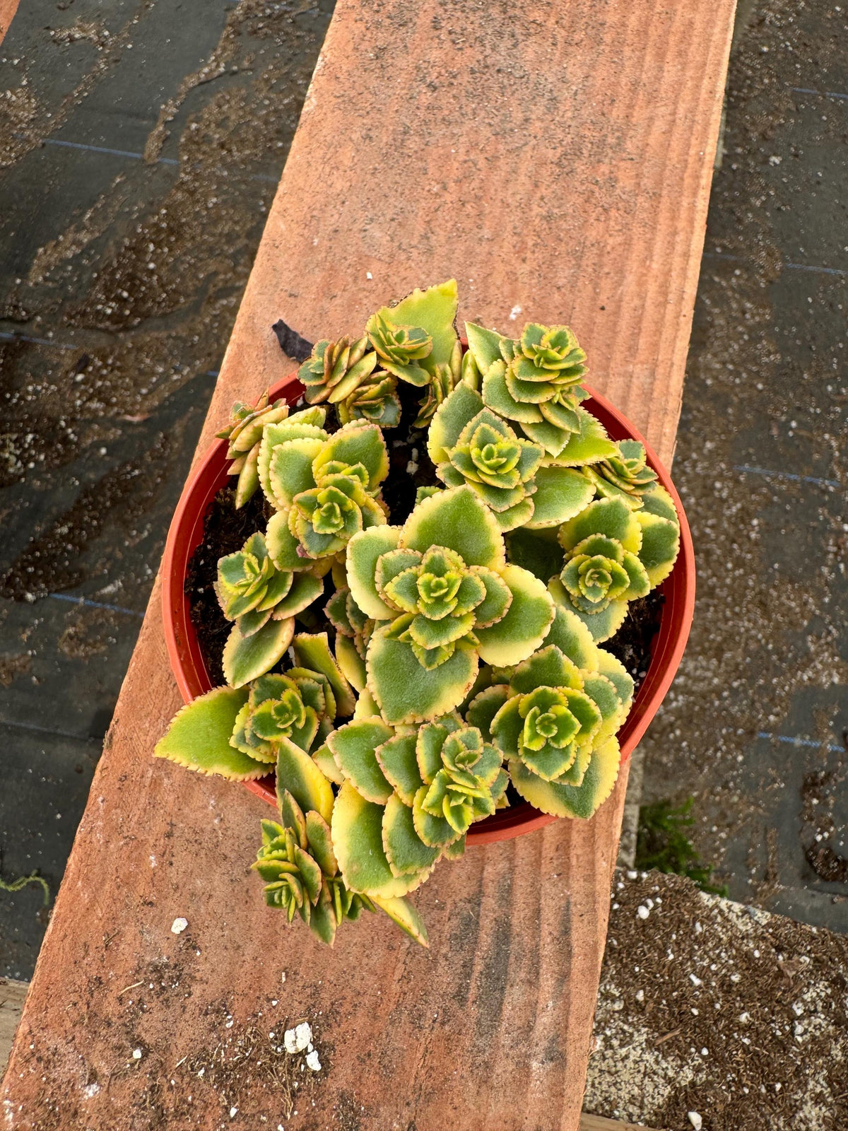4” Crassula ‘Comet’ – Live Succulent Plant | Unique Rosette Houseplant | Easy Ca