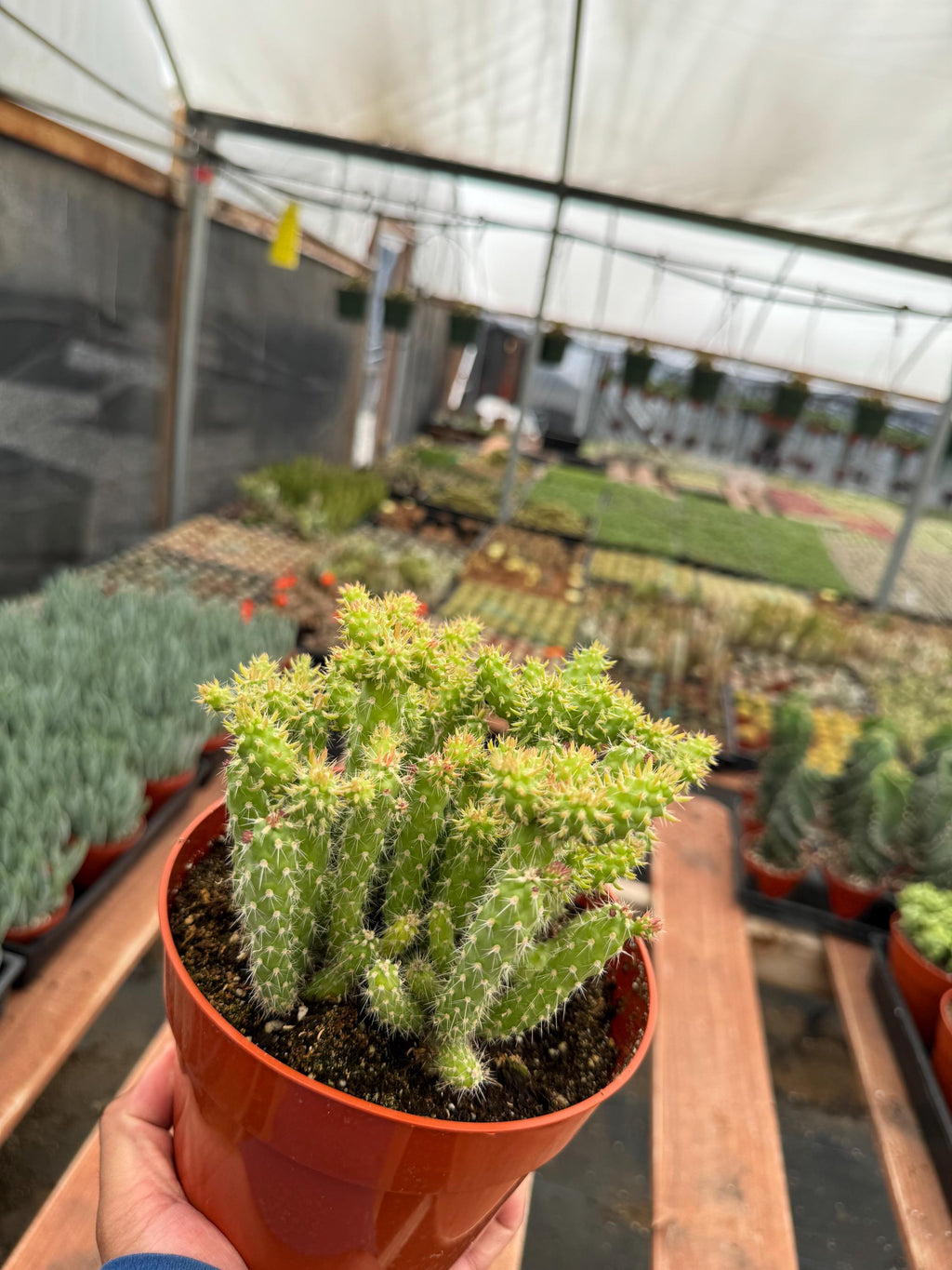 6” Austrocylindropuntia Cylindrica live cactus , live plant.