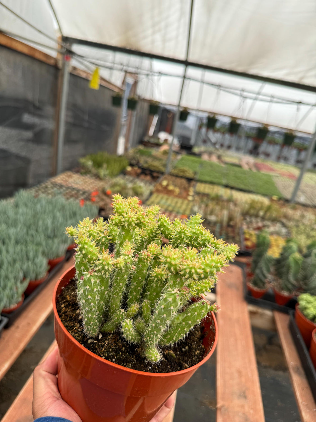 6” Austrocylindropuntia Cylindrica live cactus , live plant.