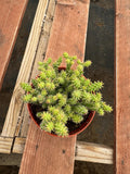 6” Austrocylindropuntia Cylindrica live cactus , live plant.